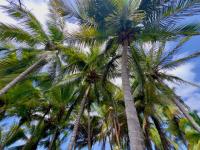 TheGrenadinesCollection