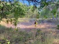 TheGrenadinesCollection