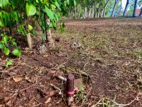 TheGrenadinesCollection