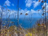 TheGrenadinesCollection