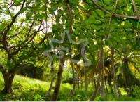 TheGrenadinesCollection