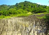 TheGrenadinesCollection