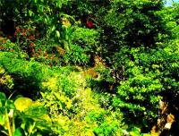 TheGrenadinesCollection