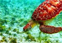 TheGrenadinesCollection