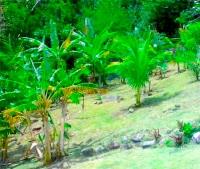 TheGrenadinesCollection