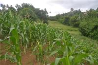 TheGrenadinesCollection