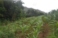 TheGrenadinesCollection