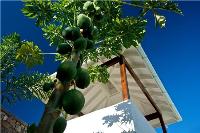 TheGrenadinesCollection