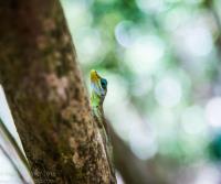 TheGrenadinesCollection