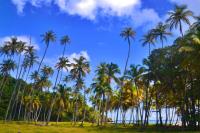 TheGrenadinesCollection