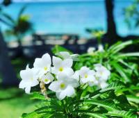 TheGrenadinesCollection