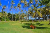 TheGrenadinesCollection