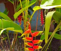 TheGrenadinesCollection