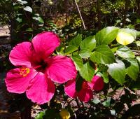 TheGrenadinesCollection