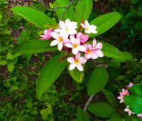 TheGrenadinesCollection