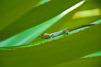 TheGrenadinesCollection