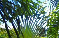 TheGrenadinesCollection