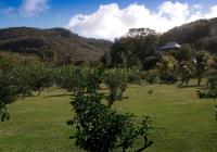 TheGrenadinesCollection