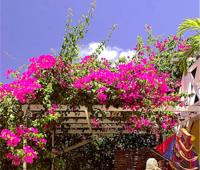 TheGrenadinesCollection