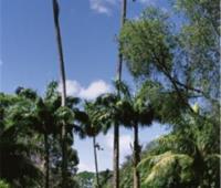 TheGrenadinesCollection