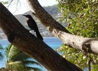 TheGrenadinesCollection