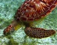 TheGrenadinesCollection