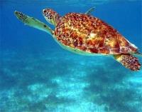 TheGrenadinesCollection