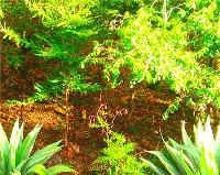 TheGrenadinesCollection