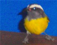 TheGrenadinesCollection