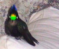 TheGrenadinesCollection