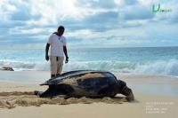 TheGrenadinesCollection