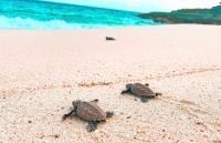 TheGrenadinesCollection