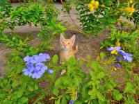 TheGrenadinesCollection