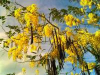 TheGrenadinesCollection