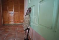 TheGrenadinesCollection