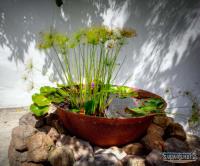 TheGrenadinesCollection