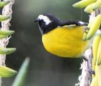 TheGrenadinesCollection