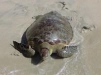 TheGrenadinesCollection