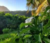 TheGrenadinesCollection