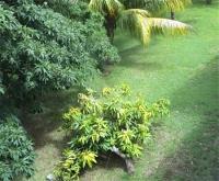 TheGrenadinesCollection