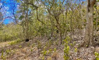 Hope Estate Lot 15