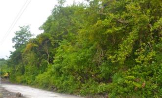Mount Pleasant Land Lot 25