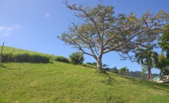 North Side of Lawler Hill Land