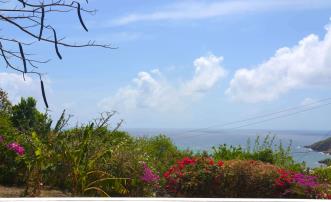 The Cotton Tree
