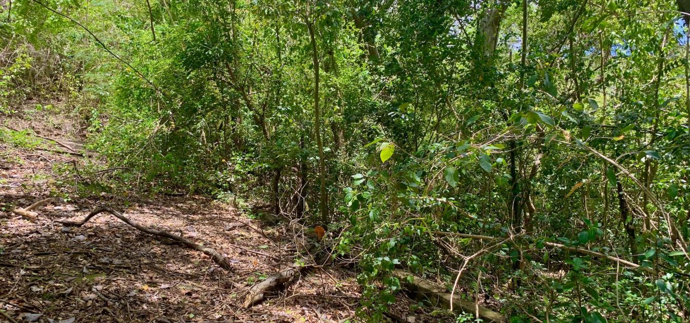 Crown Point Land GR 991 Lot 6