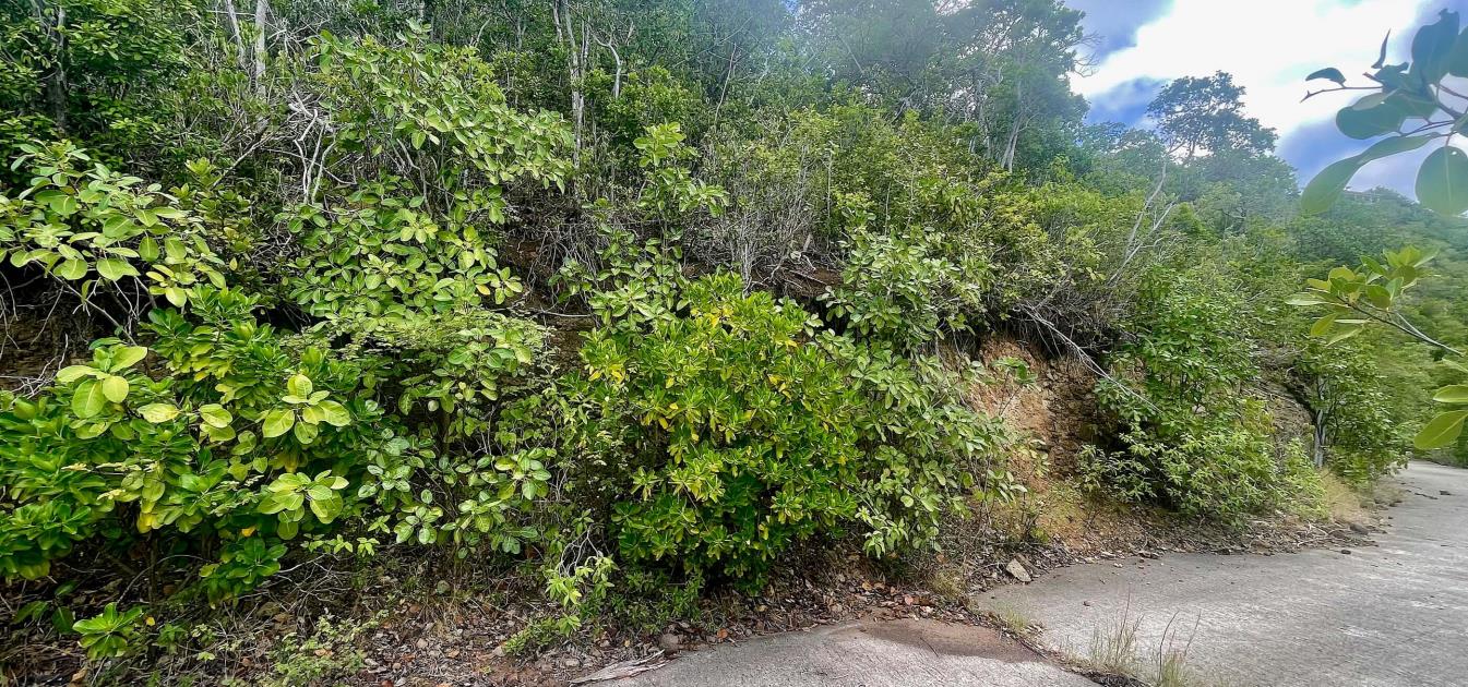 Friendship Heights Lot 31