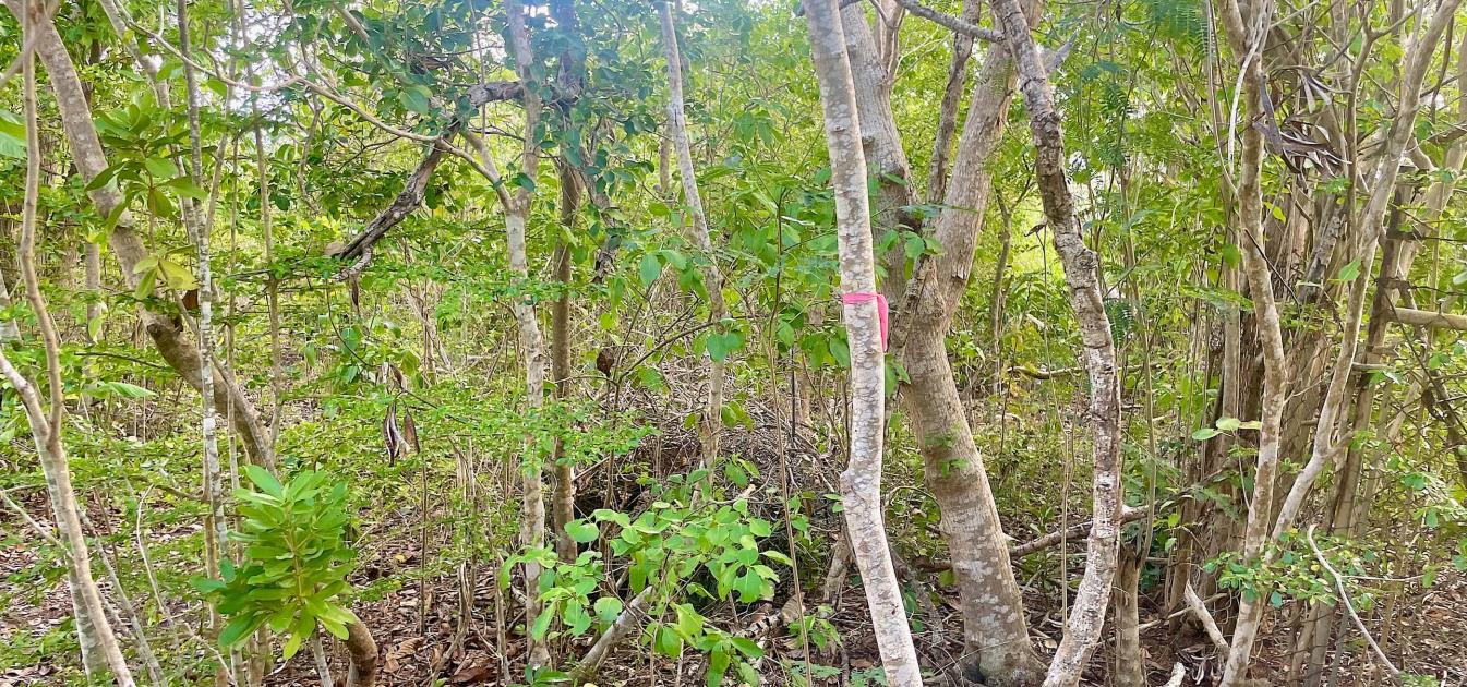 Mount Pleasant Land GR1637