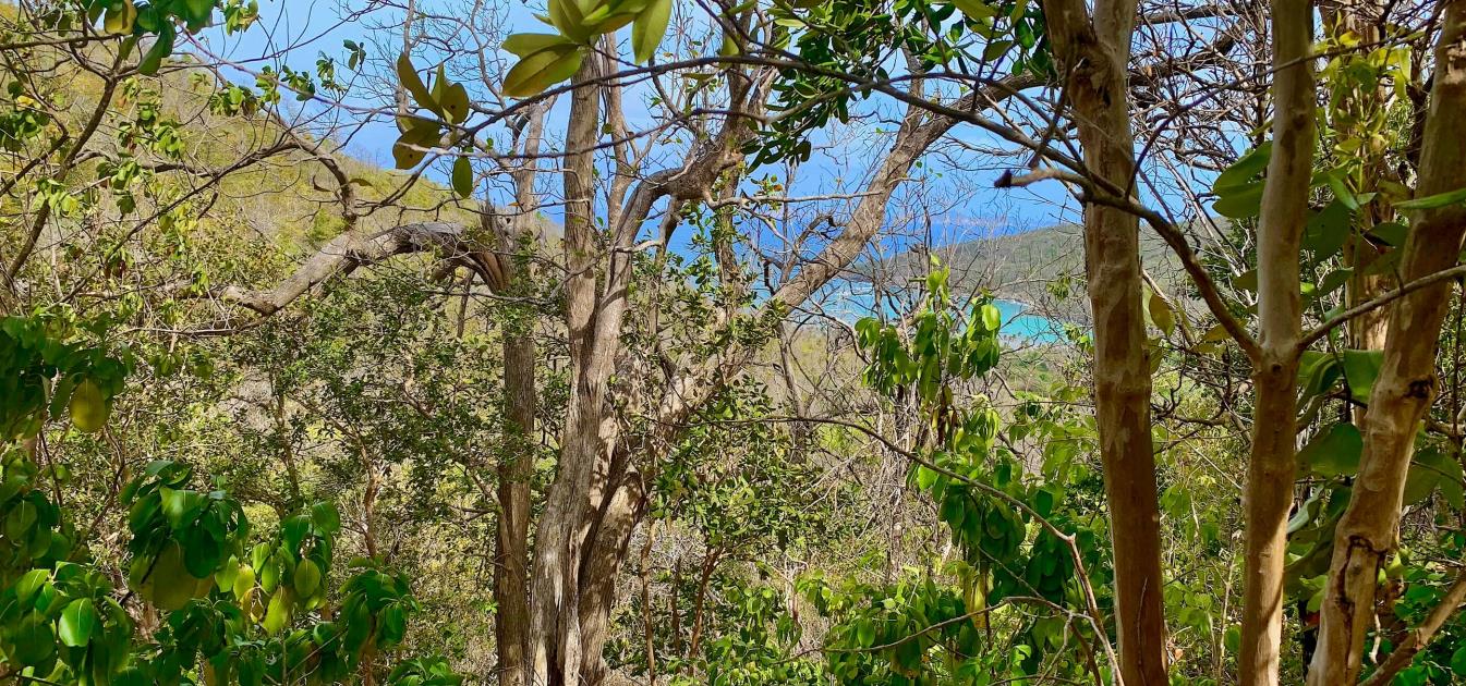 Spring Estate Lot 45