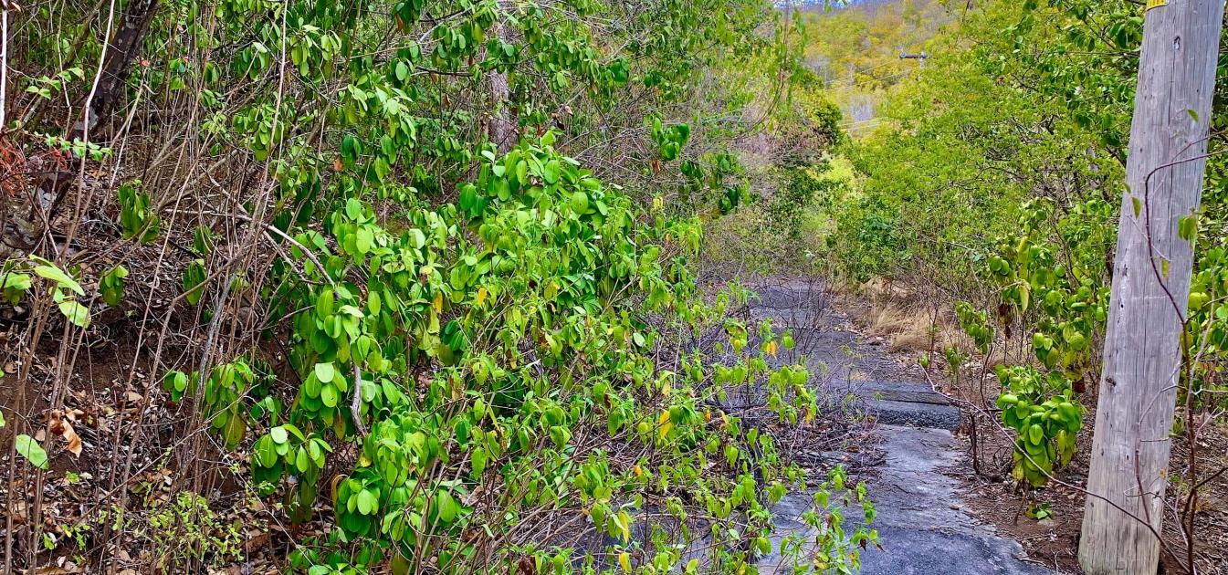 Spring Estate Lot 45