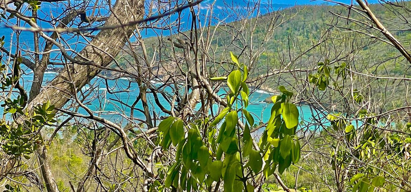 Spring Estate Lot 45